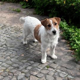 Jack russel pedigree enci