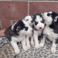 Siberian husky