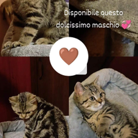 Gattino British Shorthair