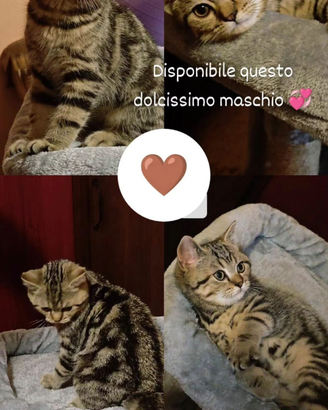 Gattino British Shorthair