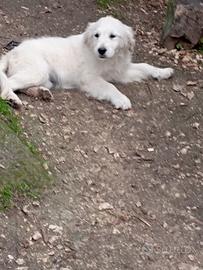 Cuccioli golden retriever