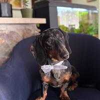 Bassotto arlecchio per monta