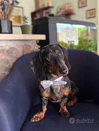 Bassotto arlecchio per monta