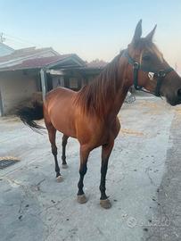 femmina trotter 5 anni