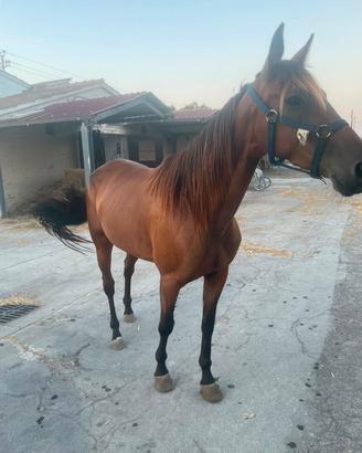 femmina trotter 5 anni