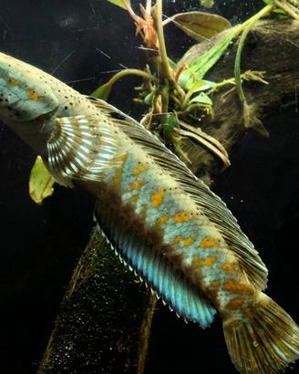 Channa, astronotus, flowerhorn, cichlasoma e altri