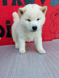 Shiba inu