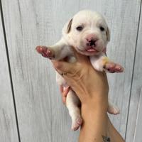 Cuccioli Labrador