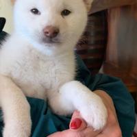 Cucciola Shiba inu bianca