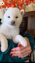 Cucciola Shiba inu bianca