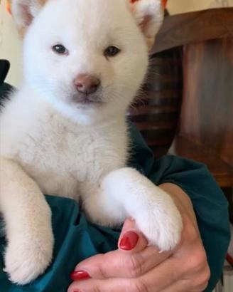 Cucciola Shiba inu bianca