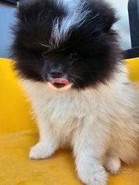 Spitz tedesco maschio ( pomerania)