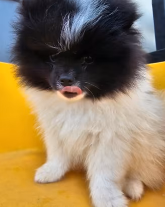 Spitz tedesco maschio ( pomerania)