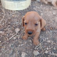 Basset fauve de bretagne