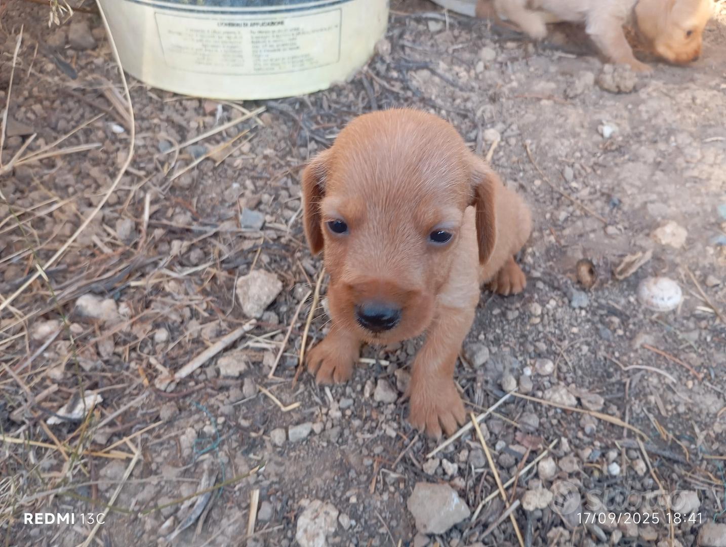 Basset fauve de bretagne Animali In vendita a Sud Sardegna