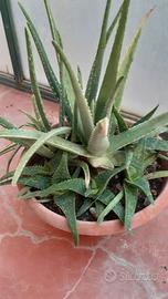 Piantine di Aloe Vera