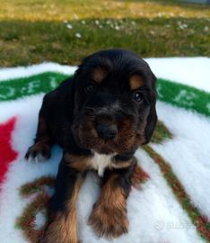 Cuccioli di cocker spaniel inglese con pedigree