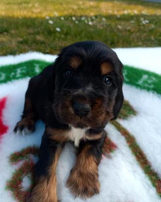 Cuccioli di cocker spaniel inglese con pedigree