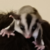 2 petauri dello zucchero femmine