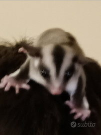 2 petauri dello zucchero femmine