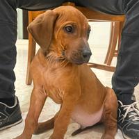 Cucciolo di rhodesian ridgeback disponibile