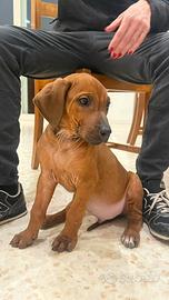 Cucciolo di rhodesian ridgeback disponibile