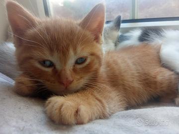 Meravigliosi cuccioli incrocio RAGDOLL