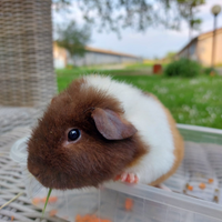 Cavia us teddy Maschio