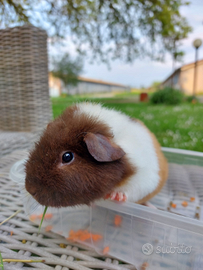 Cavia us teddy Maschio