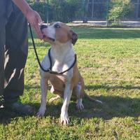 King amstaff in adozione