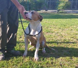 King amstaff in adozione