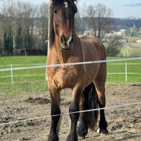 Stallone Trait Poitevin Mulassier