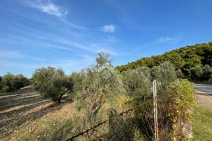 TER. AGRICOLO A VIESTE