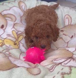 Cucciolo di barboncino
