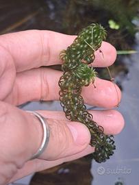 Elodea canadensis