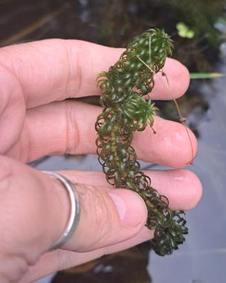 Elodea canadensis