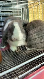 Coniglietti ariete Nani Miniloop