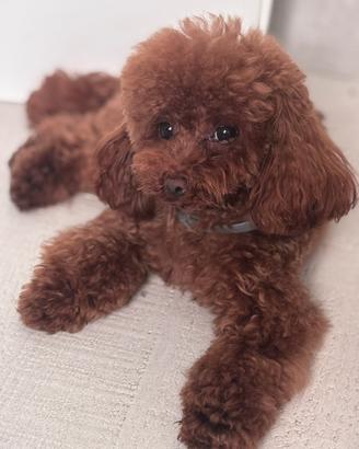 Barboncino mini toy disponibile per accoppiamento