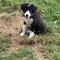 Ultimi cuccioli di border collie maschi The Angels