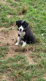 Ultimi cuccioli di border collie maschi The Angels