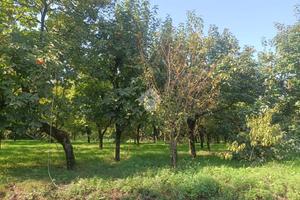 TER. AGRICOLO A NOCERA SUPERIORE