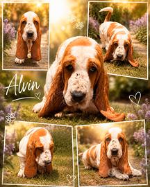 Bassethound / Basset hound 2 Mesi
