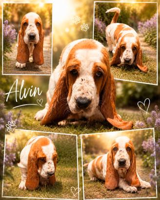 Bassethound / Basset hound 2 Mesi