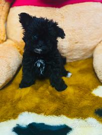 Maschietto maltipoo