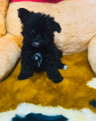 Maschietto maltipoo