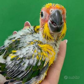 Baby Pappagalli Conuri del sole pet