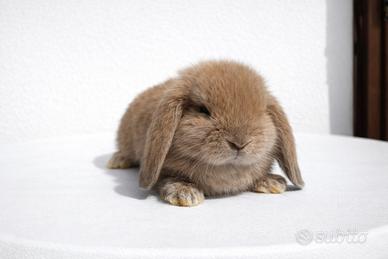 Cuccioli di coniglio ariete nano dolcissimi