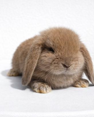 Cuccioli di coniglio ariete nano dolcissimi