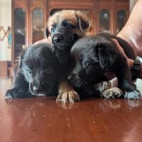 Cuccioli incrocio Pastore Tedesco (in prenotazion)