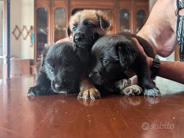 Cuccioli incrocio Pastore Tedesco (in prenotazion)